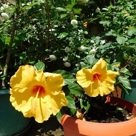 Jacky / Sea View Apartman Makarska