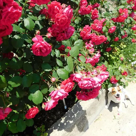 Apartman Jacky / Sea View *