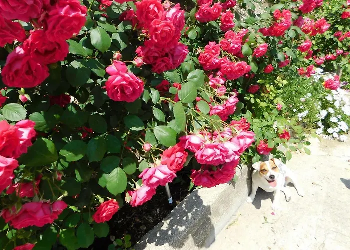 Διαμέρισμα Jacky / Sea View *