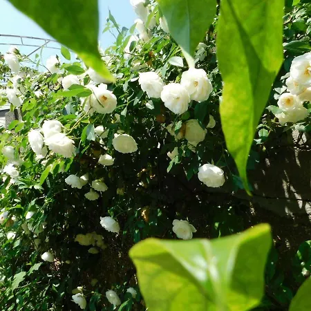 Jacky / Sea View Appartement