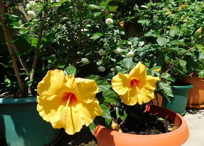 Jacky / Sea View Apartman Makarska